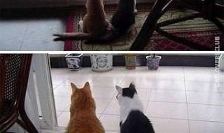 生活就像一把杀猪刀