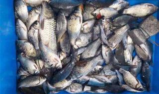 秋天钓鲫鱼饵料配方