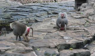 河马剧场看短剧免费版